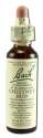 Bach Flower Remedies Original Flower Essences Chestnut Bud