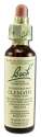 Bach Flower Remedies Original Flower Essences Clematis