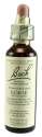 Bach Flower Remedies Original Flower Essences Gorse