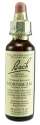 Bach Flower Remedies Original Flower Essences Hornbeam