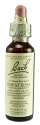 Bach Flower Remedies Original Flower Essences Impatiens