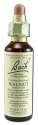 Bach Flower Remedies Original Flower Essences Walnut