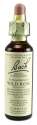 Bach Flower Remedies Original Flower Essences Wild Rose