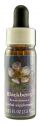 Flower Essence Services (FES) North American Flower Essences Blackberry
