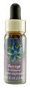 Flower Essence Services (FES) North American Flower Essences Borage