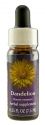 Flower Essence Services (FES) North American Flower Essences Dandelion