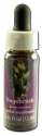 Flower Essence Services (FES) North American Flower Essences Sagebrush