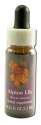 Flower Essence Services (FES) North American Flower Essences Alpine Lily