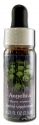 Flower Essence Services (FES) North American Flower Essences Angelica