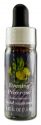 Flower Essence Services (FES) North American Flower Essences Evening Primrose